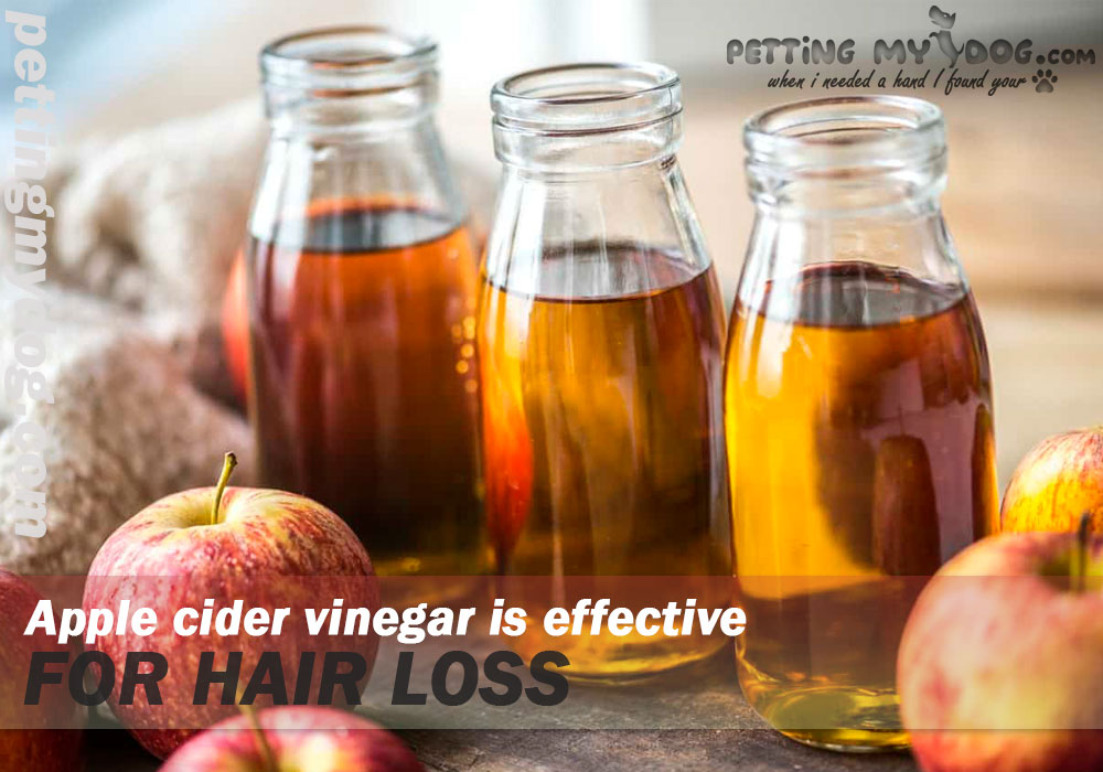 Apple cider vinegar is best and oldes Home remedies for Dog itching and losing hair know more at pettingmydog.com.