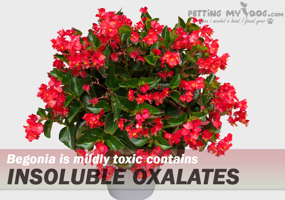 Begonia is mildly toxic contains insoluble oxalates know about What houseplants are poisonous to Dogs more at pettingmydog.com