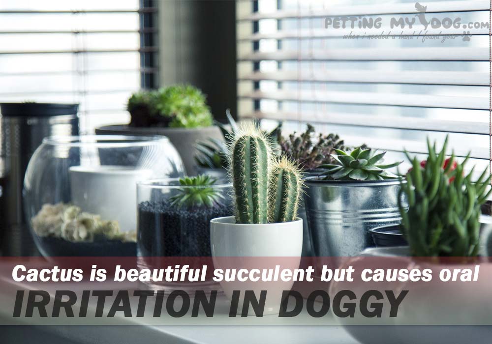 Cactus is beautiful succulent but causes oral irritation in doggy know more about What houseplants are poisonous to Dogs at pettingmydog.com
