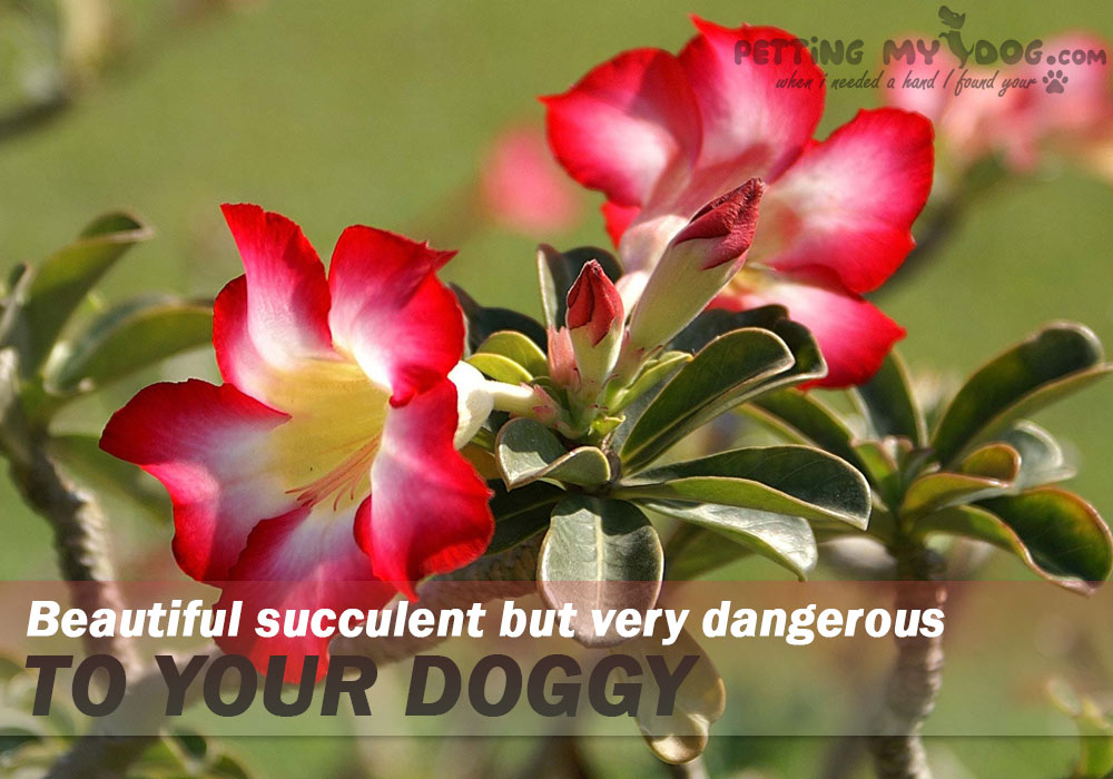Desert rose beautiful succulent but too dangerous to your doggy know more at pettingmydog.com