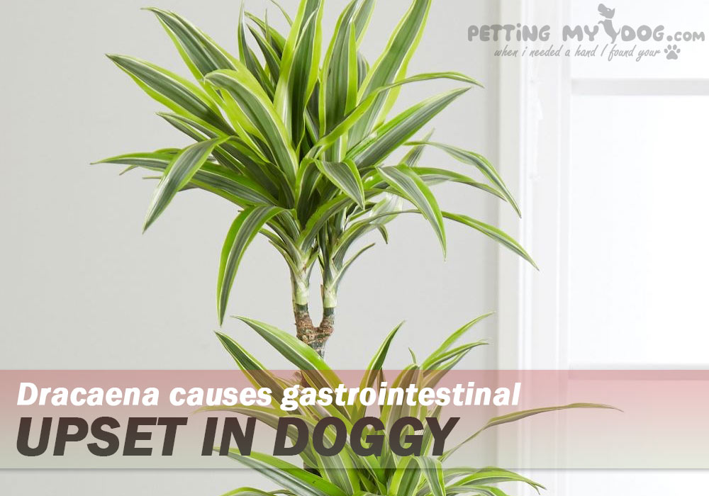 Dracaena causes gastrointestinal upset in doggy know more at pettingmydog.com