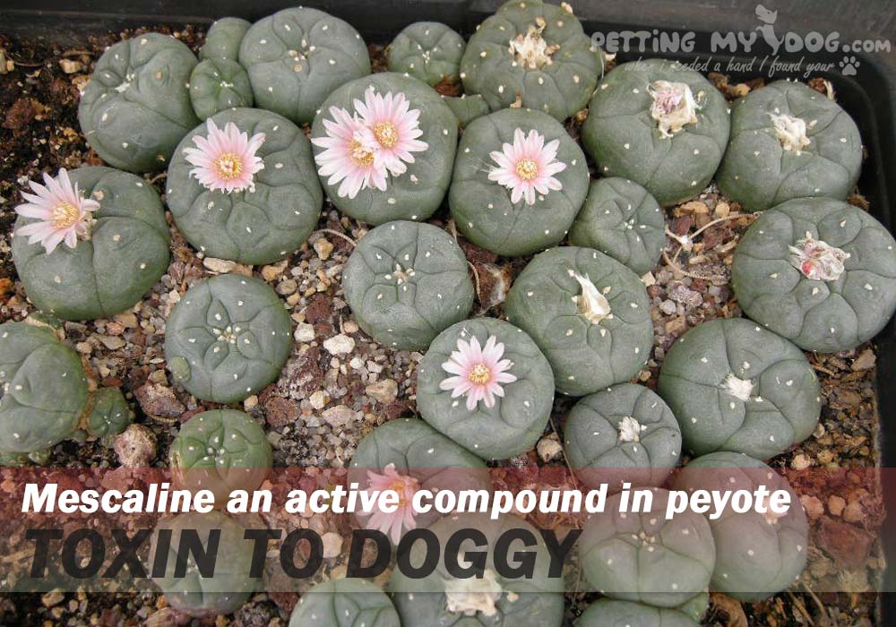 Mescaline an active compound in peyote dangerous to your dog know more What houseplants are poisonous to Dogs at pettingmydog.com