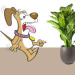 Plants that are harmful and toxin very doangerous to dog