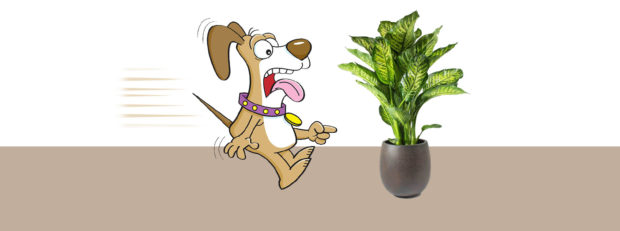 Plants that are harmful and toxin very doangerous to dog