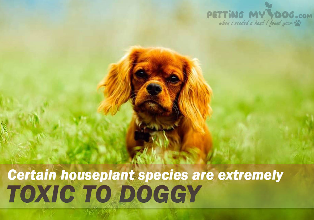 What Houseplants Are Poisonous To Dogs know more at pettingmydog.com