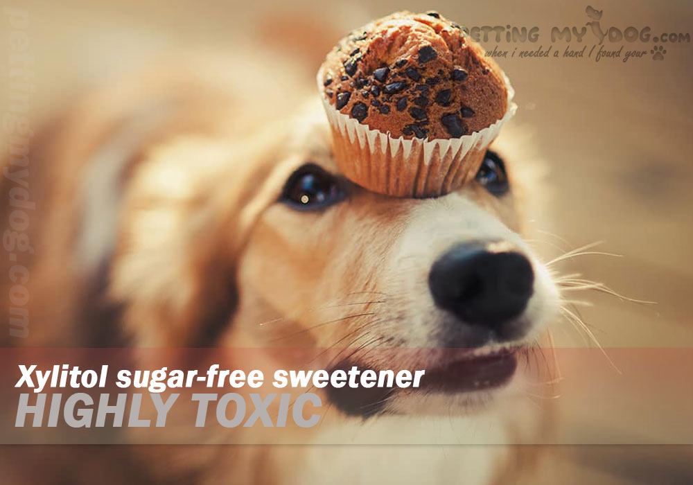 What human foods are bad for Dogs? Xylitol sugar free sweetener is very toxic know more at pettingmydog.com