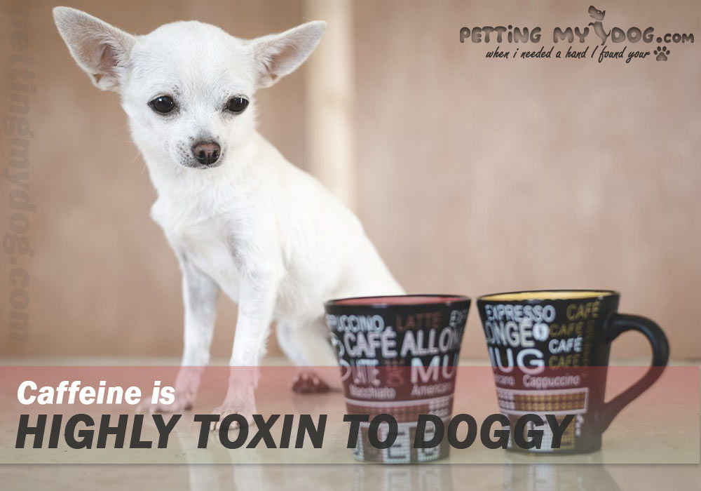 What human foods are bad for Dogs? Your coffee tea can harm your dog health know more at pettingmydog.com