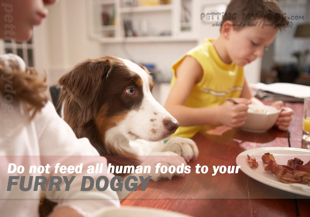 all human food are not good can be even harmful for your dog