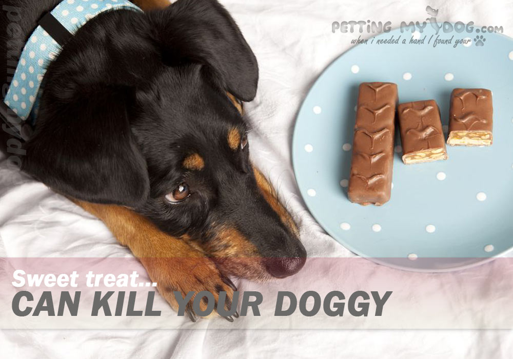 What human foods are bad for Dogs? all the reason why eating chocolate is bad for your dog know more at pettingmydog.com
