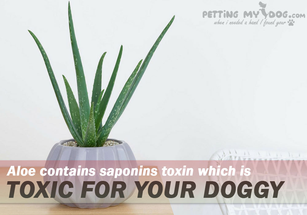 aloe is mildly toxic if ingested by your dog know more at pettingmydog.com