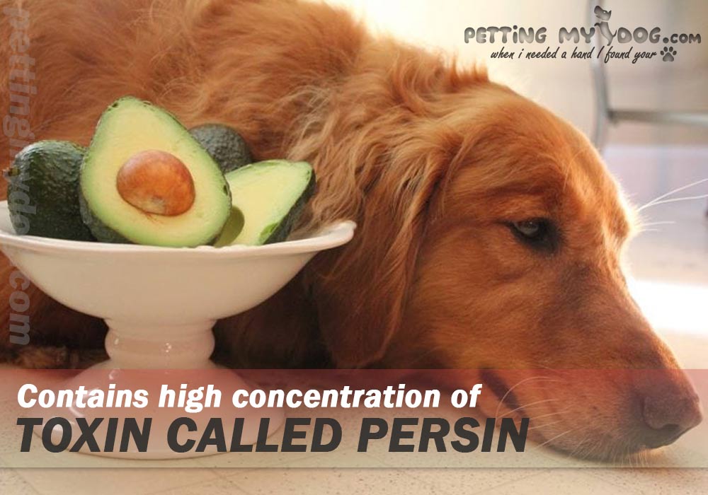  What human foods are bad for Dogs? avocado has high concentration of persin toxin harmful to dog health know more at pettingmydog.com
