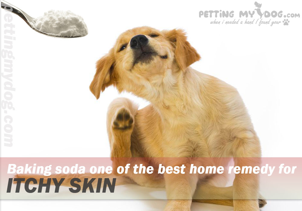 baking soda is best home remedy for dog itchinessknow more at pettingmydog.com