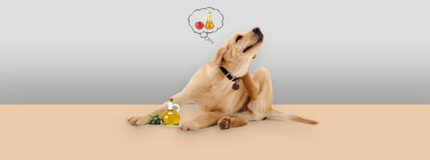 best home remedies for dog itching and loosing hair