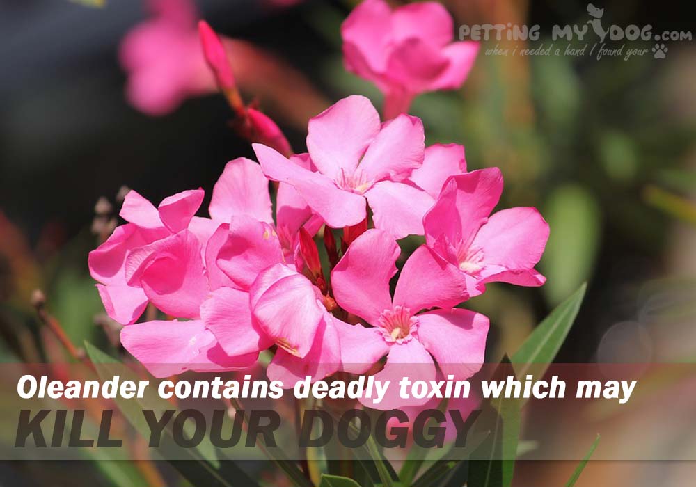 cardiac glycosides toxin prsesnt in oleander may kill your dog know more at pettingmydog.com