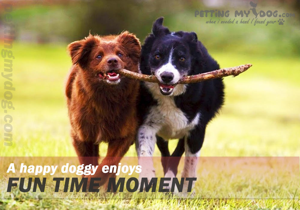 carefree and playful dog is a very happy dog know more at pettingmydog.com