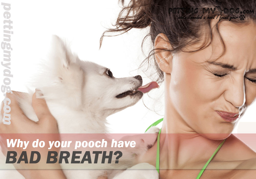 causes of bad-false-breath in dog know more at pettingmydog.com
