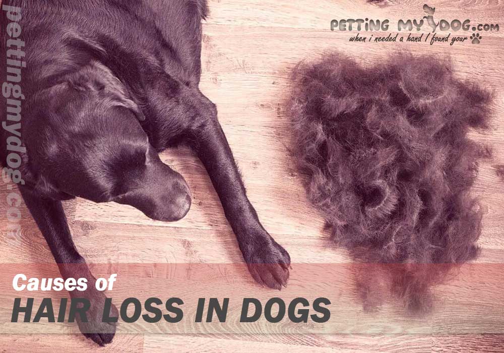 causes of hair loss and itching in dogs
