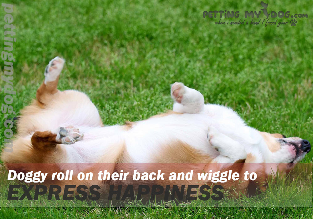 dogs wriggle on their back to express happiness know more at pettingmydog.com
