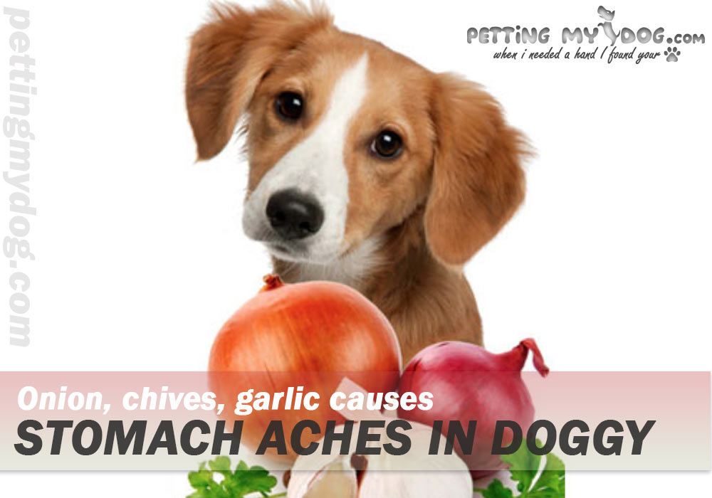 What human foods are bad for Dogs? eating onion garlic chives  can cause stomach aches know more at pettingmydog.com