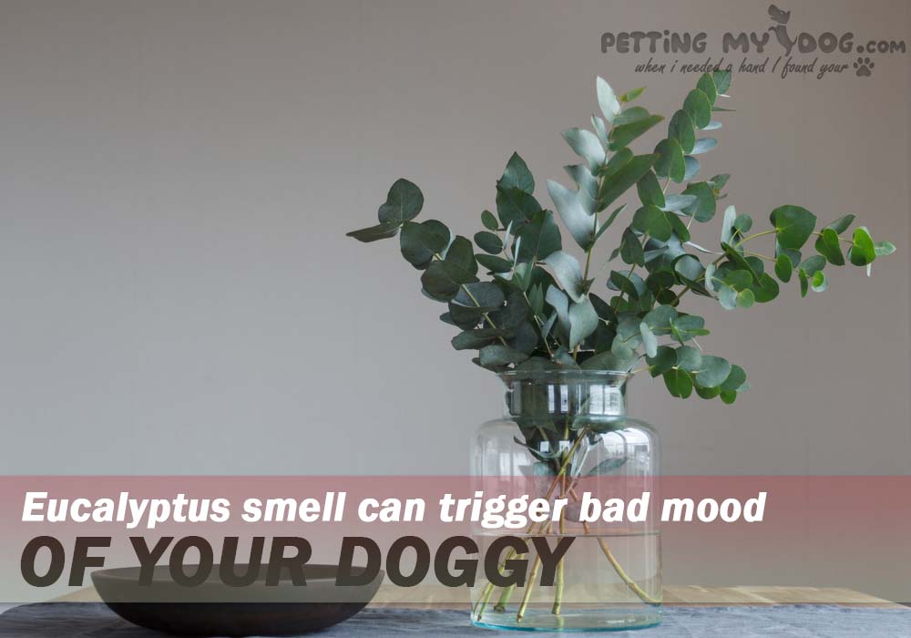 eucalyptus can trigger gastro and neuro problems in dog know more at pettingmydog.com