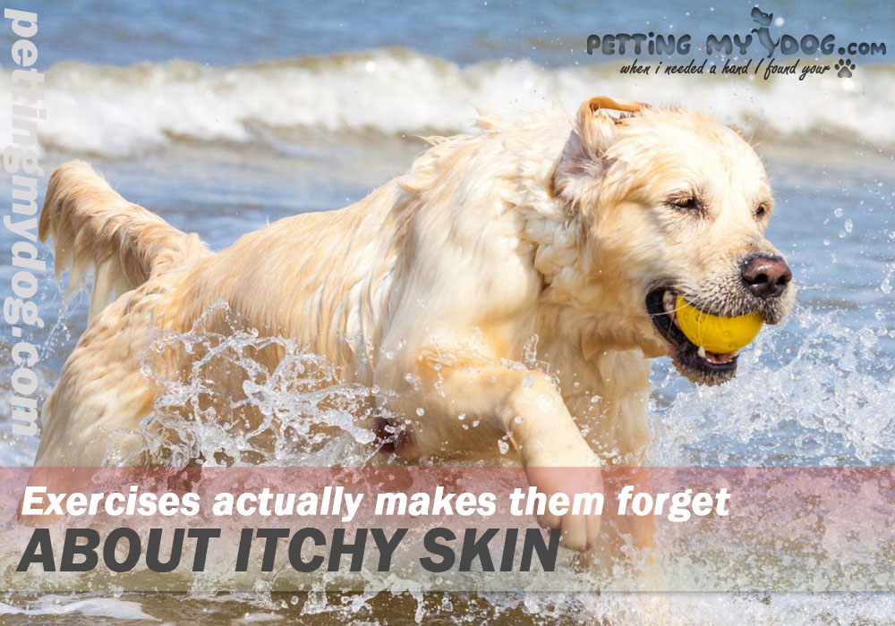 excercise helps dog to forget about itchy skin for few moments know more at pettingmydog.com