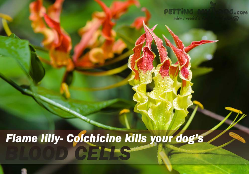 flame lilly is toxic from mild to moderate depends on your doggy ingestion know more at pettingmydog.com
