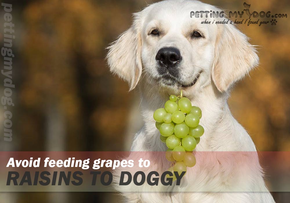 grapes and raisins is very harmful dangerous to health of your dog know more at pettingmydog.com