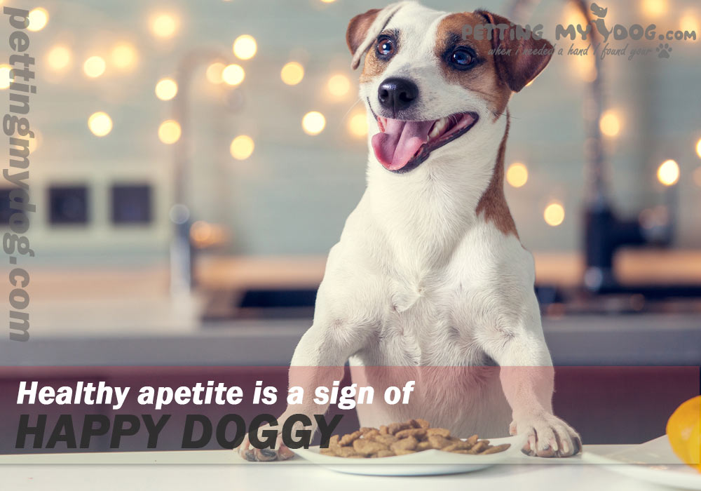healthy apetite means your doggy is happy know more at pettingmydog.com