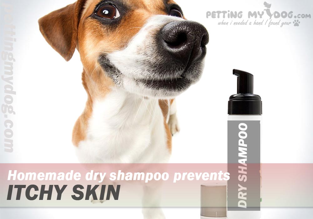 homemade dry shampoo helps in cleansing dogs body Home remedies for Dog itching and losing hair know more at pettingmydog.com