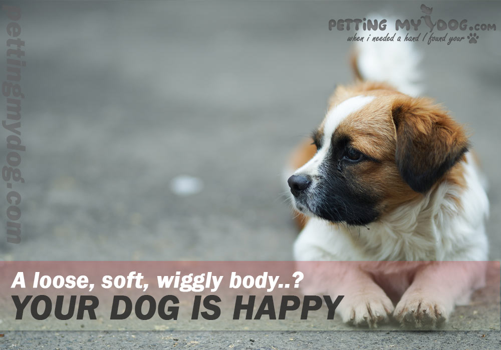 is your doggy realxed and high no doubt your doggy is joyful know more at pettingmydog.com