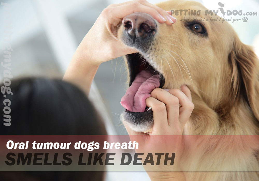 oral tomour causes bad breath problem in dogs know more at pettingmydog.com