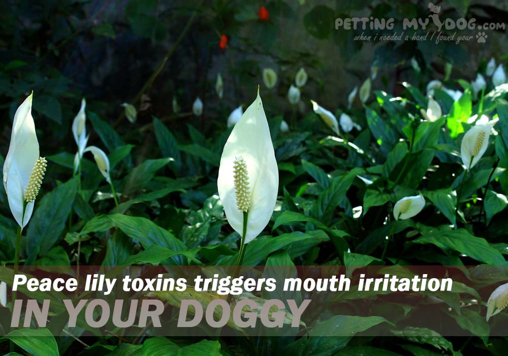 peace lily tiggers mouth irritation in doggy know more at pettingmydog.com