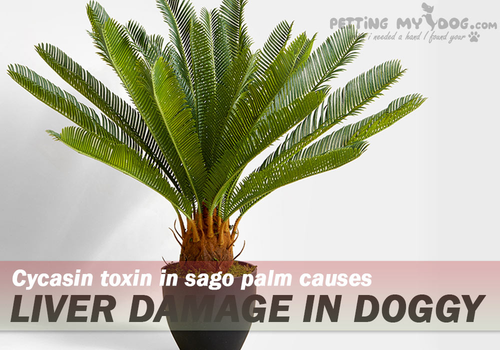 sago palm houseplant coantins high toxin leading to liver damage in dogs know more at pettingmydog.com
