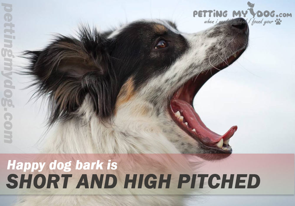 short and high pitched barking is a sign of jolly dog know more at pettingmydog.com
