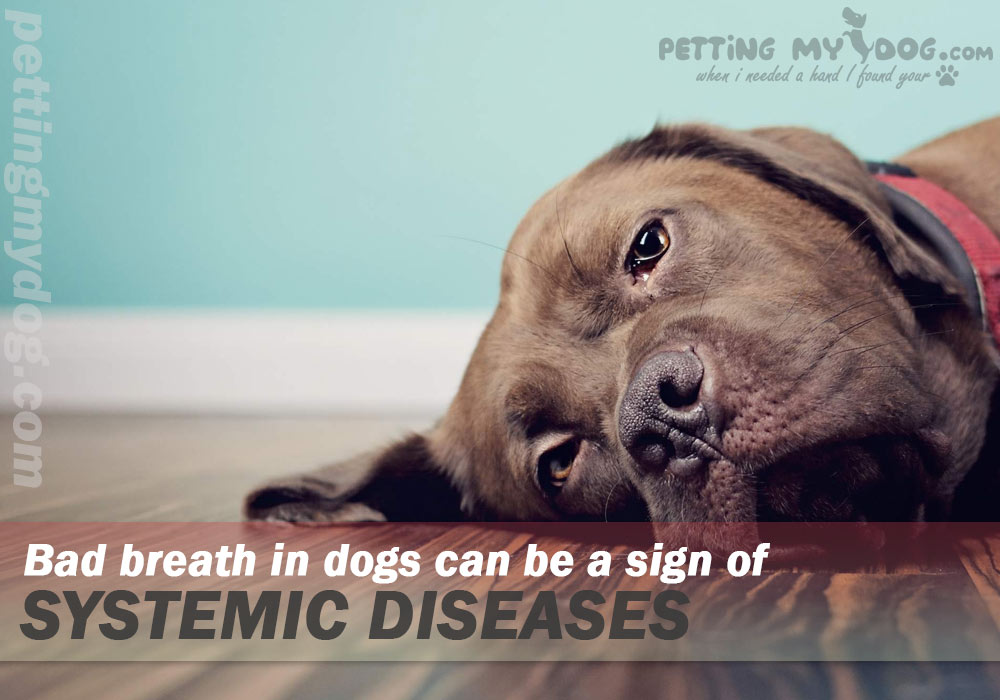 systemic disease can be causes of bad false breath in dogs know more at pettingmydog.com.jpg
