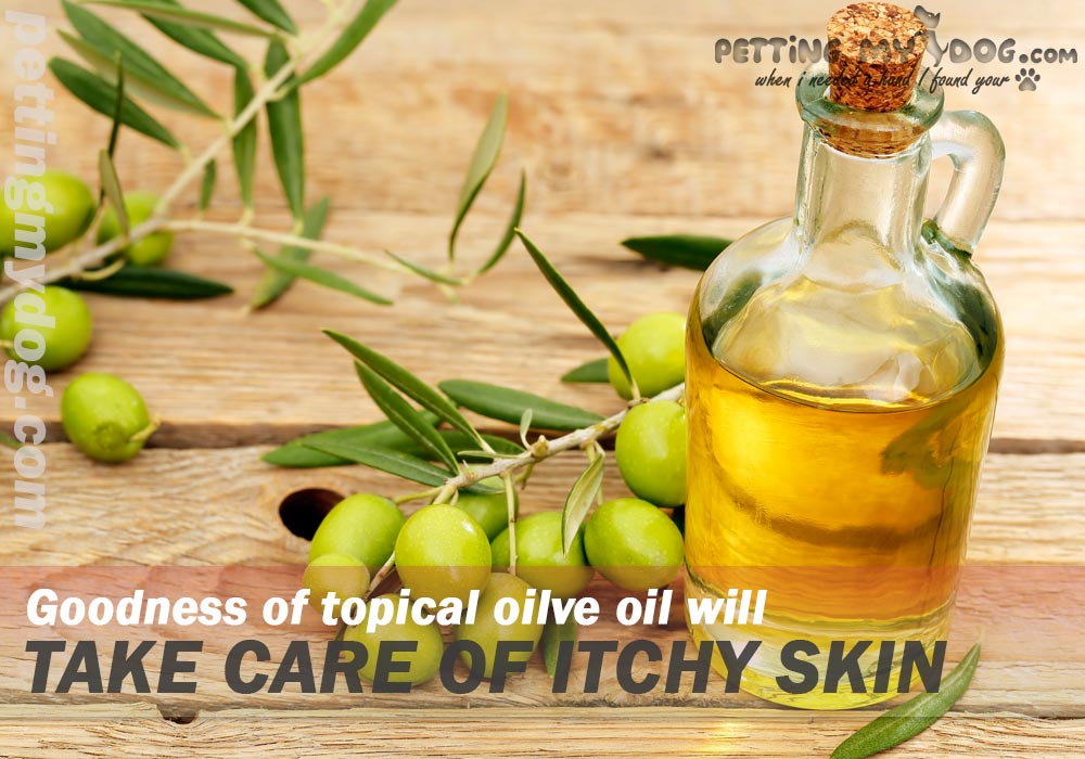 topical oilve oil is good Home remedies for Dog itching and losing hair in dogs know more at pettingmydog.com