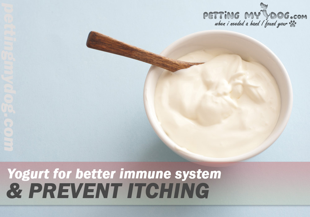 yogurt helps in boosting immune and prevents itching in dogs