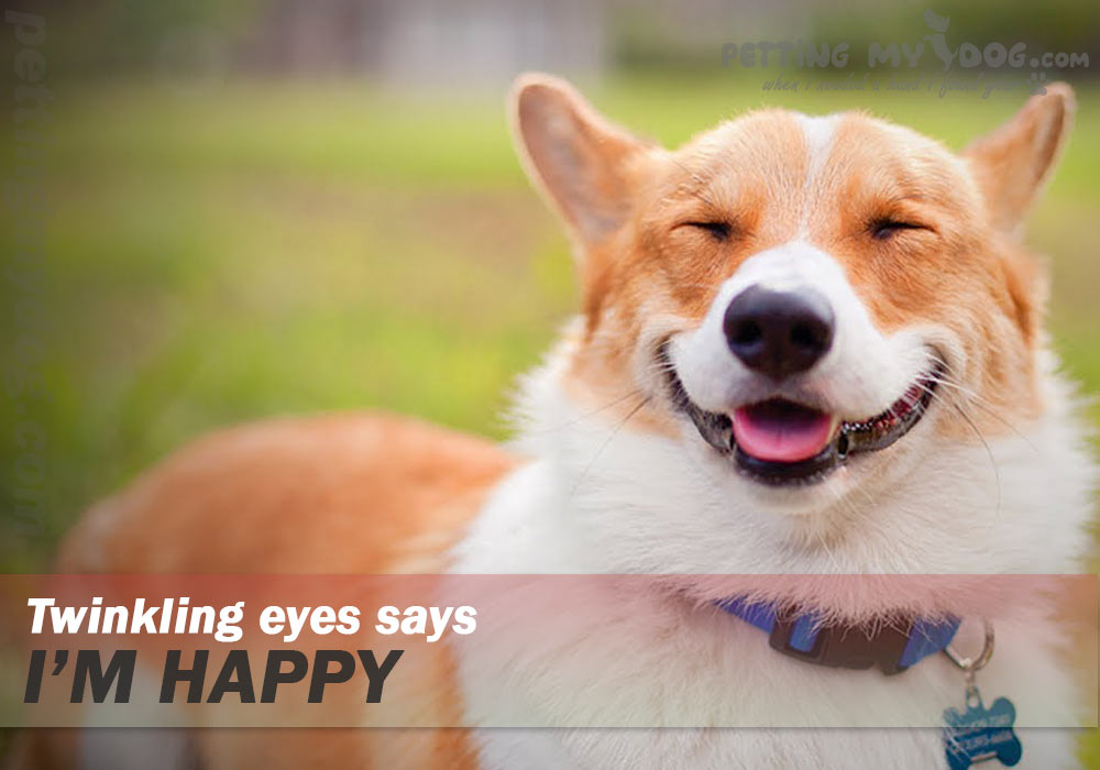 your doggy  blinking eyes says he is happy know more at pettingmydog.com