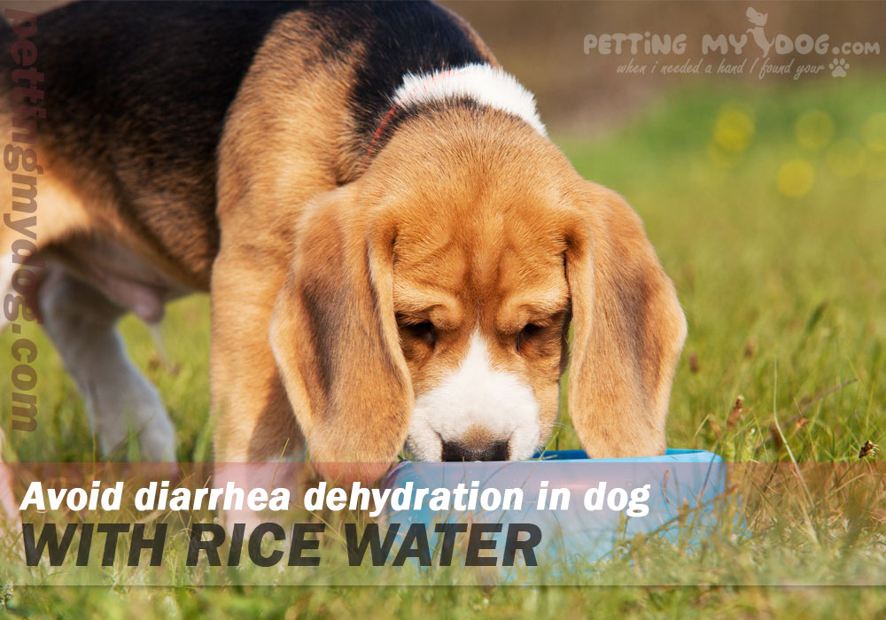 Avoid diarrhea dehydration in dog with rice water