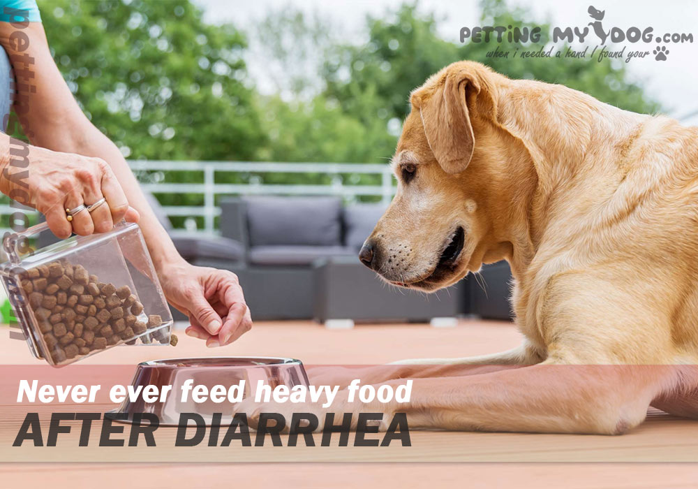 Re introduce filling foods slowly to dogs after diarrhea
