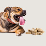 how to get rid of diarrhea in dogs