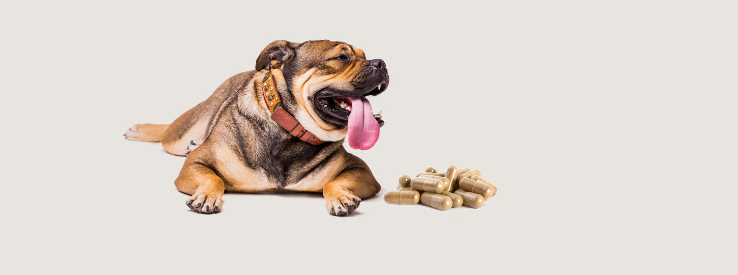 how to get rid of diarrhea in dogs