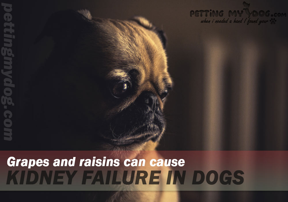 grapes raisins is highly toxin can cause kidney failure in dogs