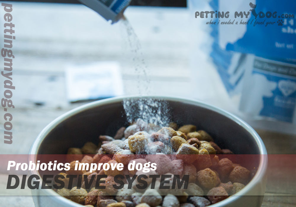 probiotic an active bacteria helps in maintaing healthy bacteria in dog digestive tract