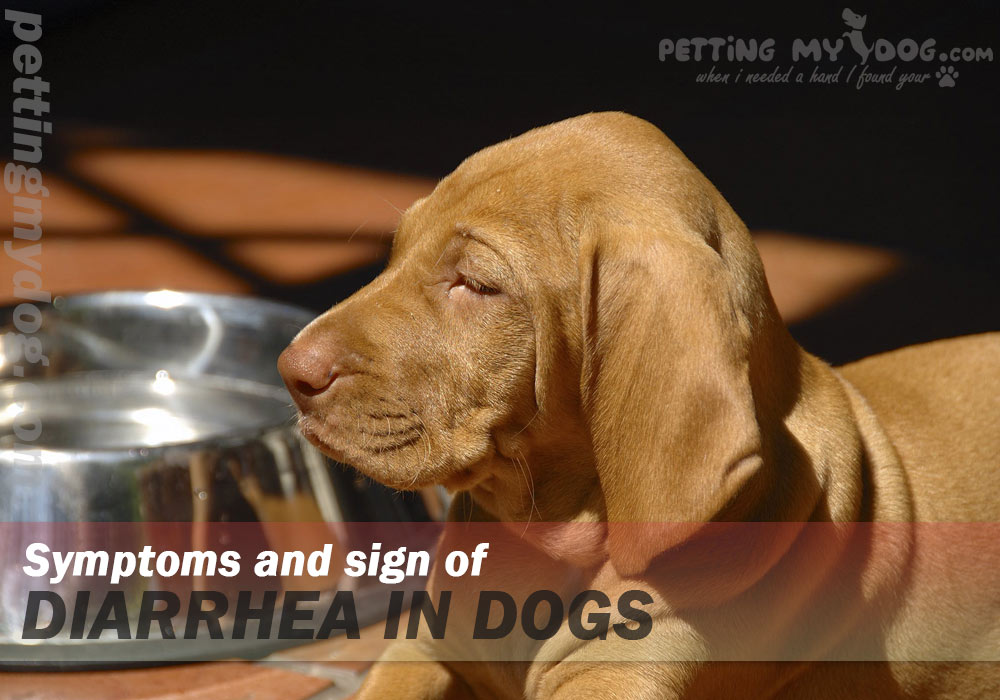 symptoms and sign of diarrhea in dogs