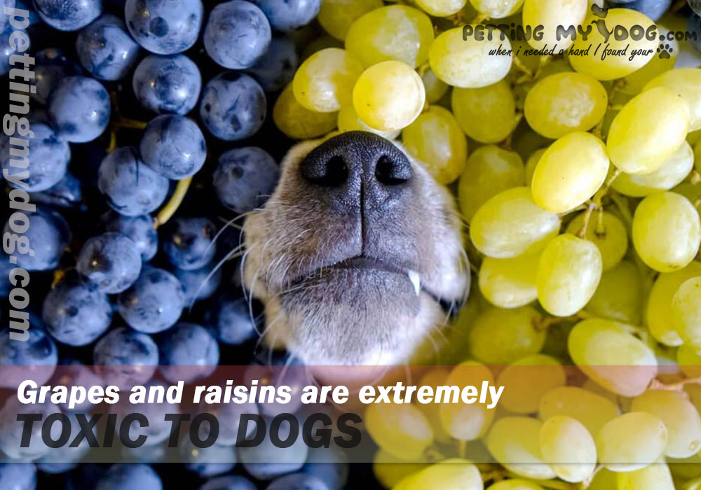 why are grapes harmful to dogs