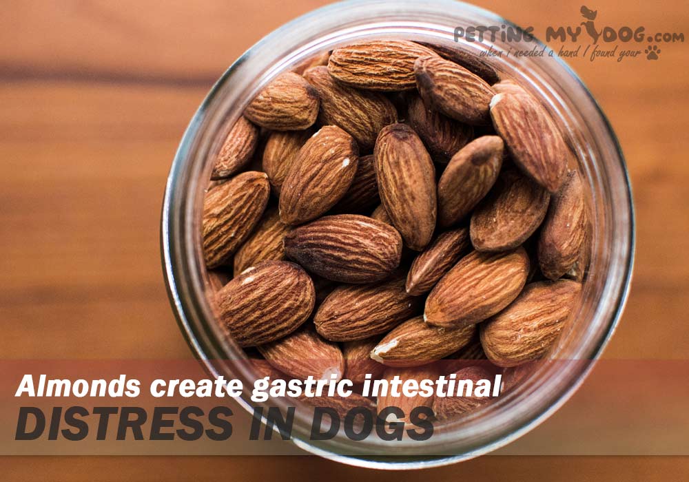 Almonds create gastric intestinal distress in dogs know more at pettingmydog.com