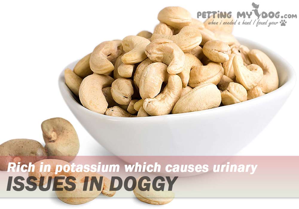 Cashew nuts are rich in potassium which causes urinary issues in doggy know more at pettingmydog.com