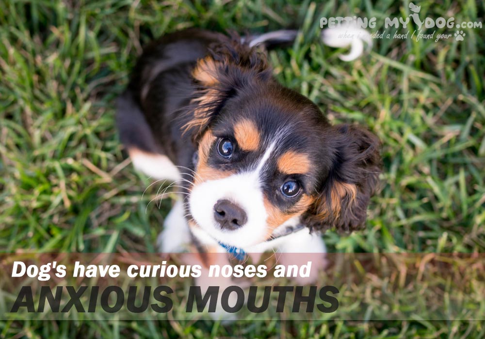 Dog's have curious noses and anxious mouths know more at pettingmydog.com