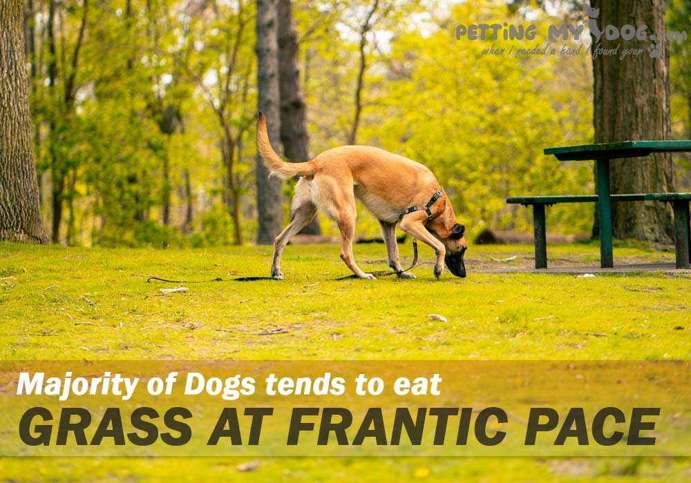 Dogs tends to eat pretty decent amount of grass at a frantic pace